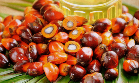Palm Oil
