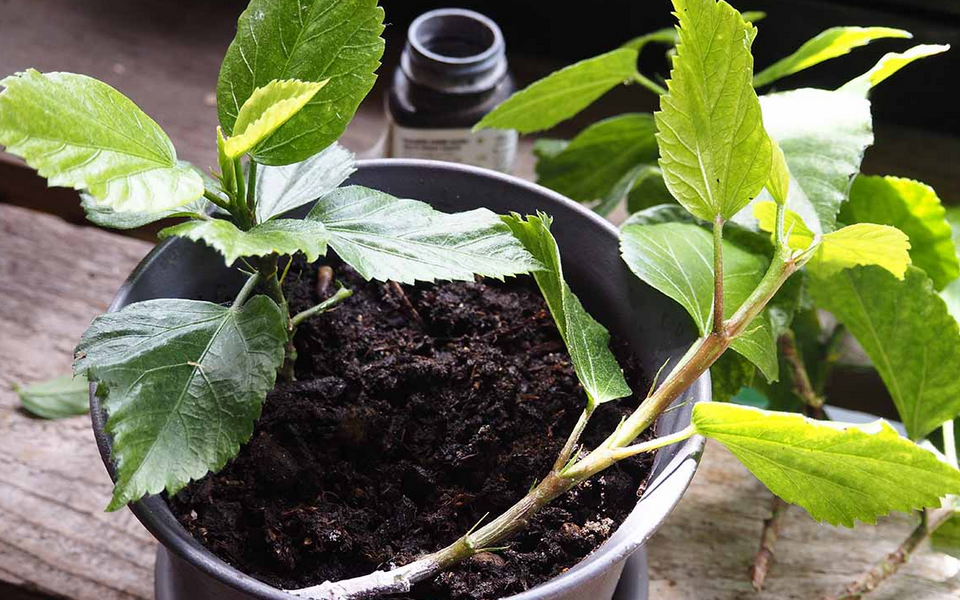 Propagating Hibiscus Flower