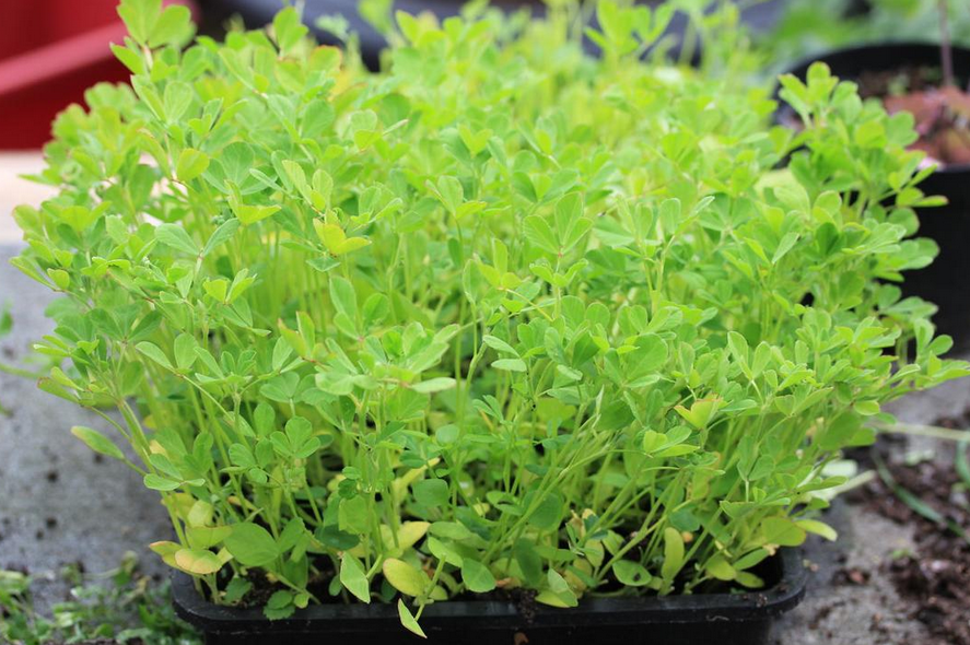 Fenugreek Leaves Benefits