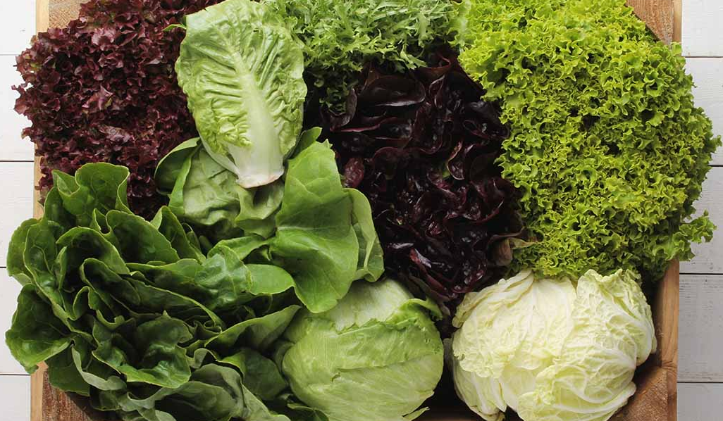 Benefits of Eating Lettuce