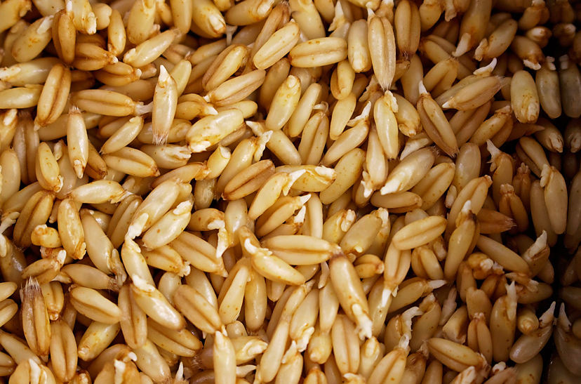 Sprouted Oats