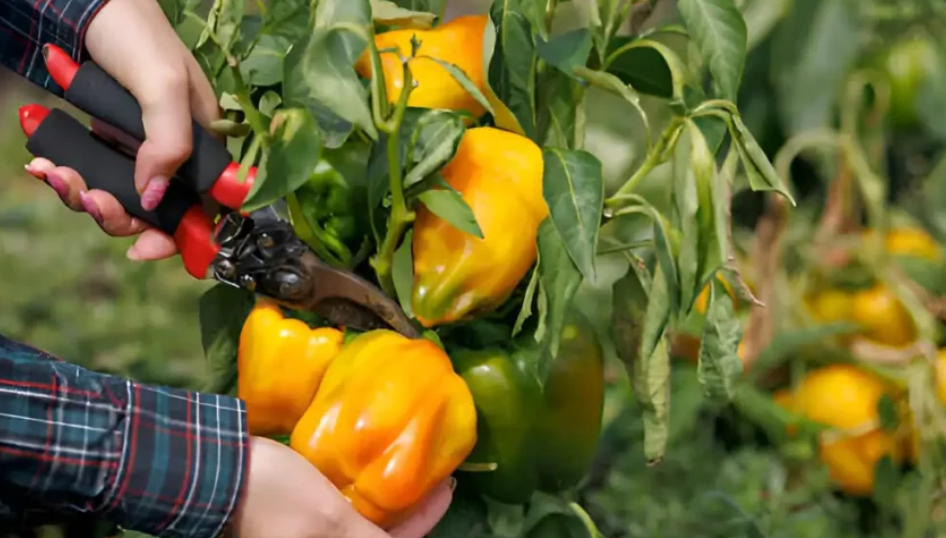 grow Bell Pepper